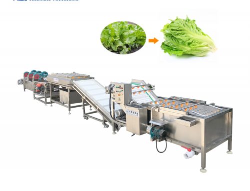 Vegetable washing and drying machine lettuce