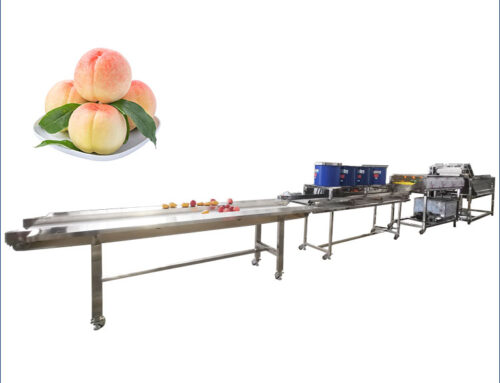 Fully Automatic Peach Fruit Washing And Drying Machine