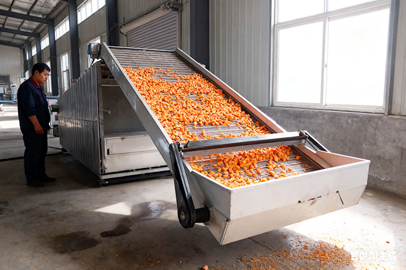 carrot drying machine details in factory