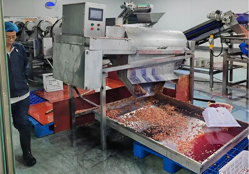 pomegranate peeling machine working in factory