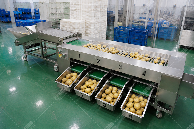 maquina clasificadora de patatas