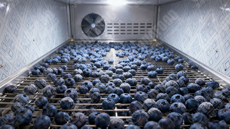 blueberry dehydrators machine