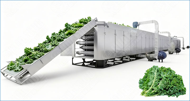 kale leaves drying machine