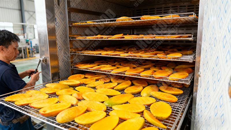 mango drying machine in factory